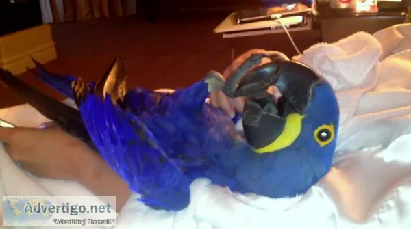 Blue macaw, scarlet macaws
