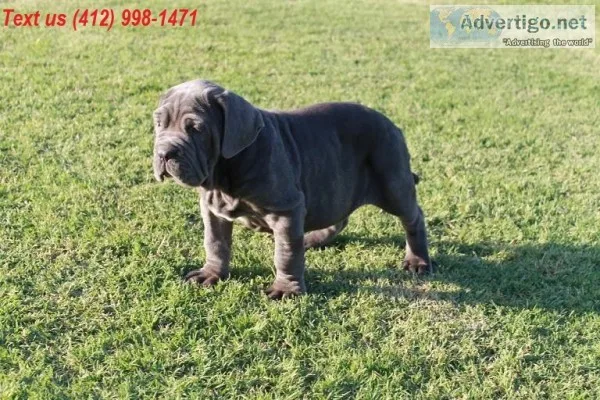 Hia neapolitan mastiff puppies