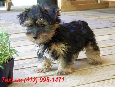 Sfi smart tea cup yorkie puppies (412) 9