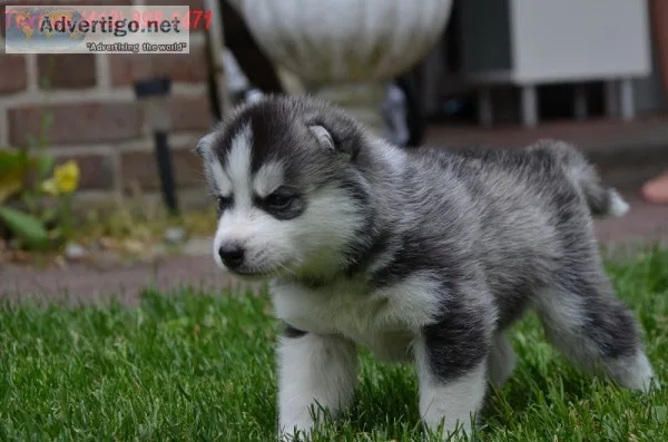 Sft siberian husky puppies 