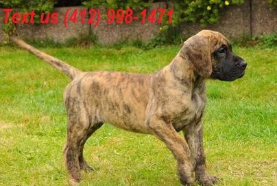 Xit great dane puppies