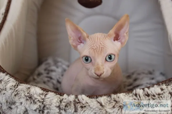 Astonishing sphynx kittens