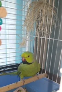 African ringneck