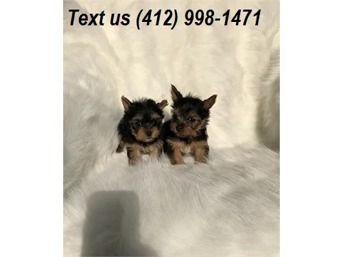 2ks quality doll face yorkie puppies