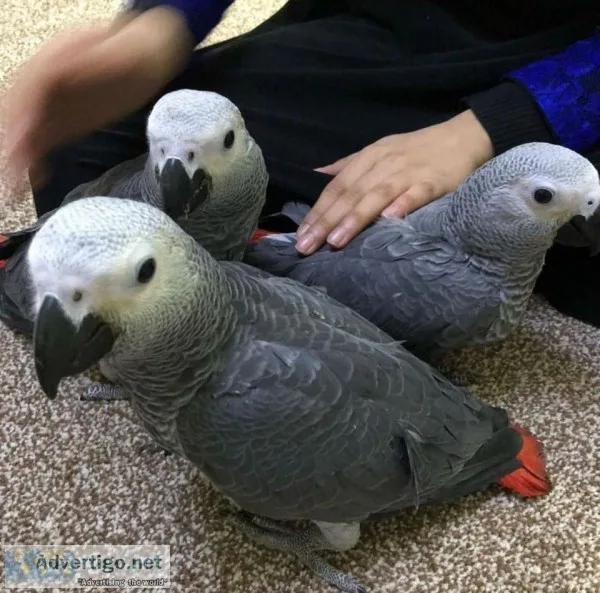 Tlk awesome african grey parrots 
