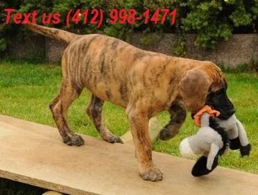 Great dane puppies