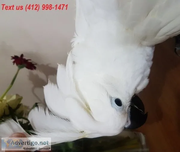 Umbrella cockatoo parrots 