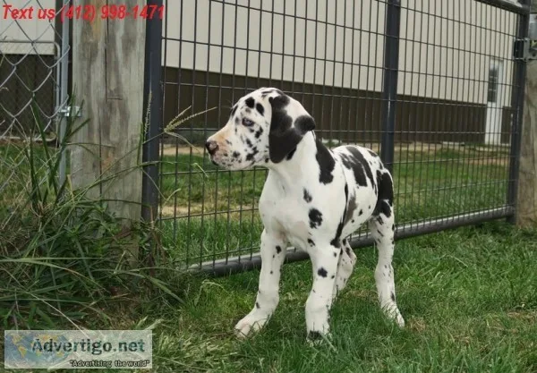 3x full blood great dane puppies