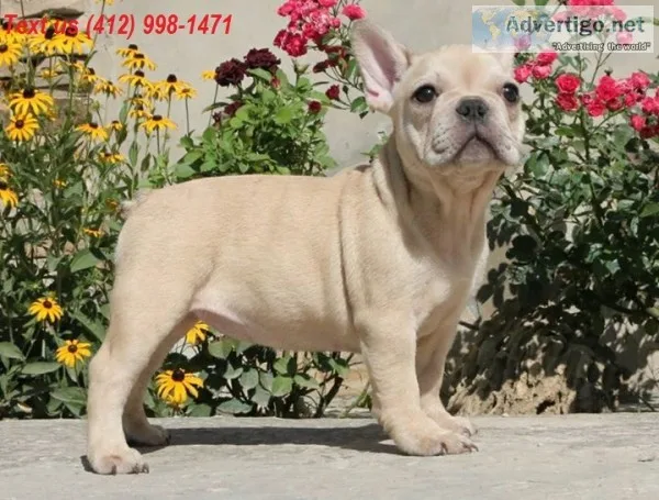 2a blue french bulldog puppies
