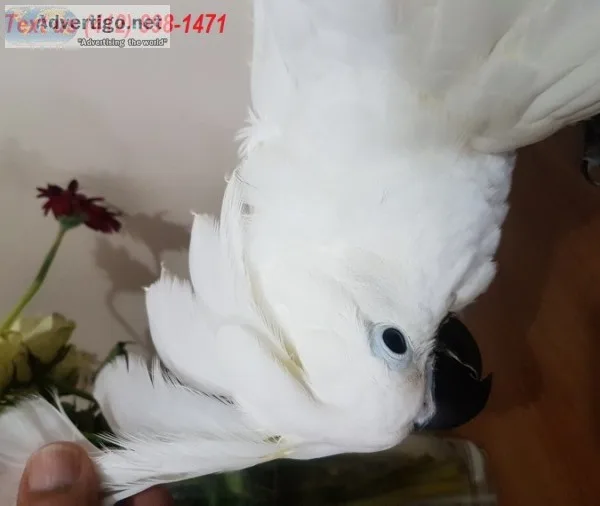 Beautiful umbrella cockatoo is available
