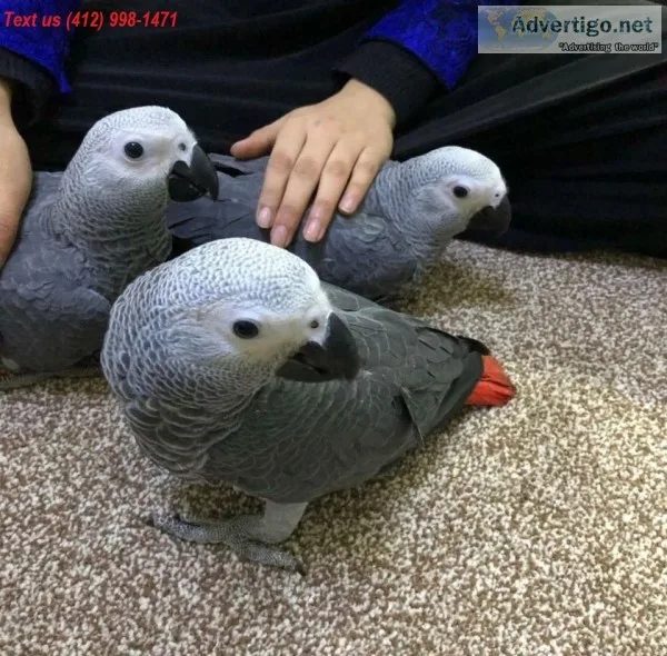Tlk awesome african grey parrots 