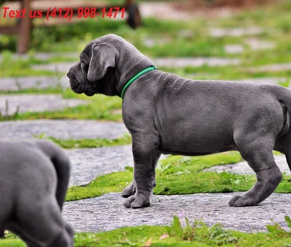 Great dane puppies