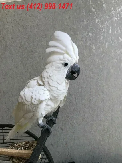 Umbrella cockatoo parrots 