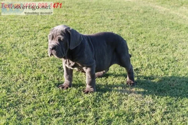 Cvc gorgeous neapolitan mastiff puppies