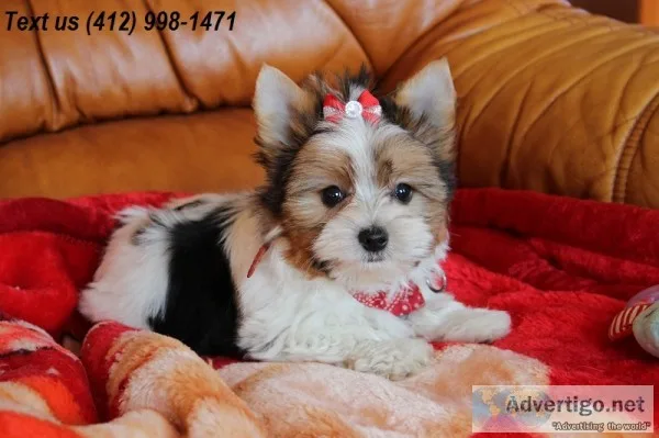 Kla colorful biewer yorkshire terriers 