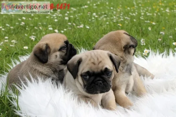 7hi quality pug puppies available