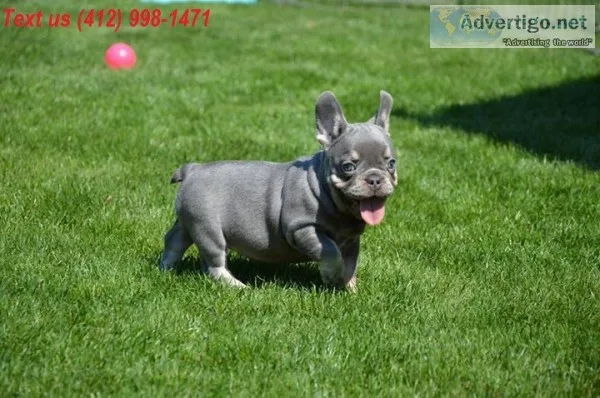 2a blue french bulldog puppies