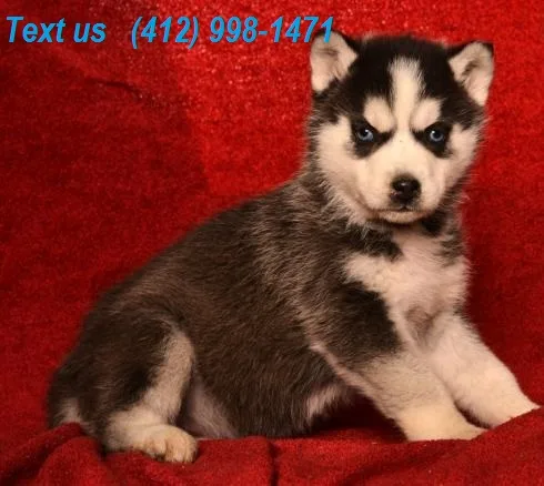 Xix 100% siberian husky puppies 