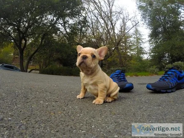 Home raised well-loved french bulldog pu
