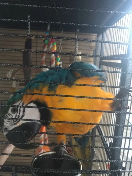 Charming talking macaw parrots for kids