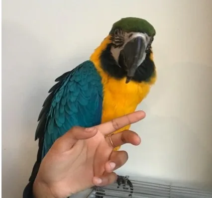 Hhjhs charming talking macaw parrots for