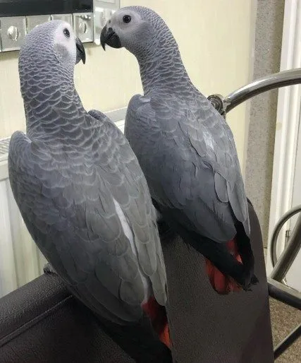 Well-socialized and tame birds