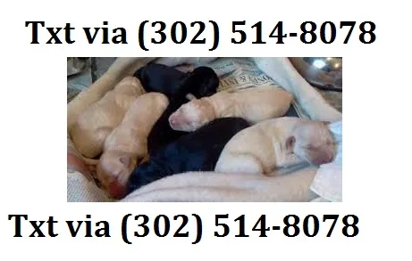 Fvgt labrador retriever puppies availa