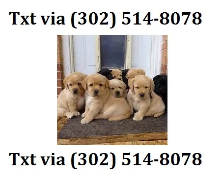 Dcvf labrador retriever puppies availab