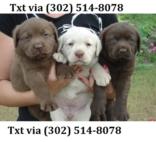 Eret reg labrador retriever available