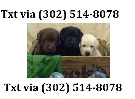 Vfbg akc quality labrador retriever pupp