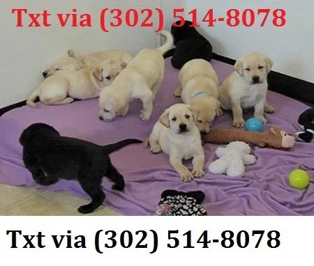 Bnuytt talented labrador retriever pupz