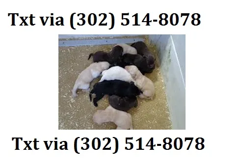 Vgyt super labrador retriever puppies a