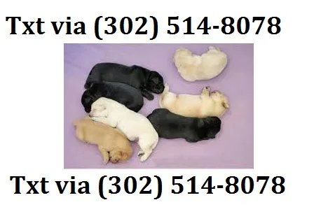 Vbyt labrador retrievers puppies for re