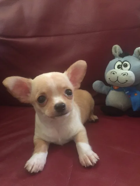 Chihuahua male puppy for sale