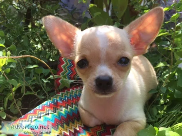 Chihuahua for sale