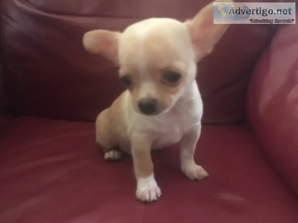 Chihuahua male puppy for sale