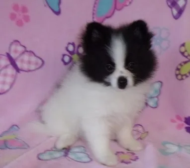 Pomeranian puppies for sale 