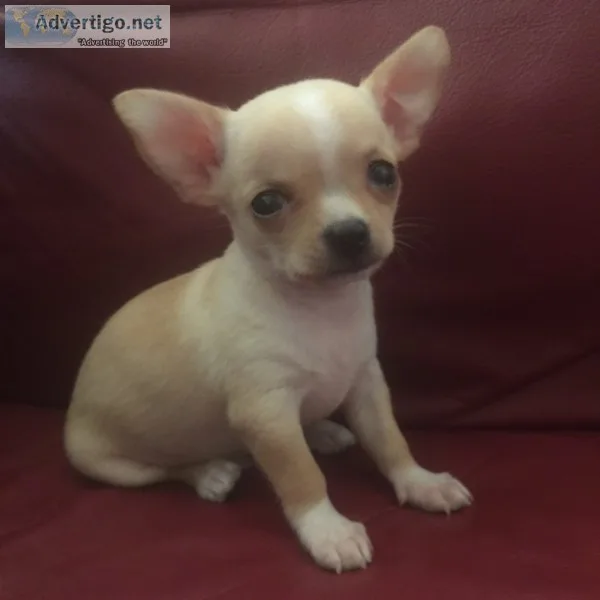 Chihuahua for sale