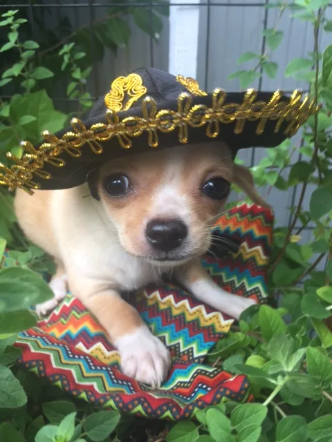 Chihuahua male puppy for sale