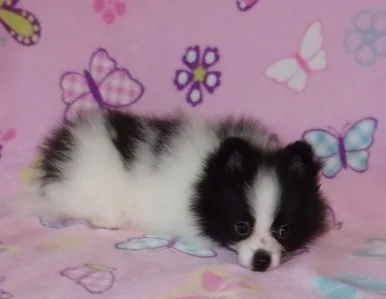 Pomeranian puppies for sale 