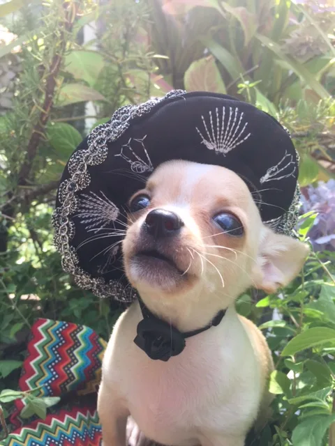 Chihuahua for sale