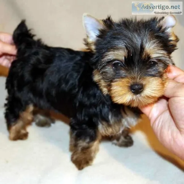 Purebreed yorkshire terrier puppies