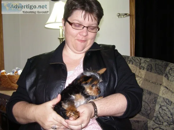 Amazing yorkshire terrier puppies