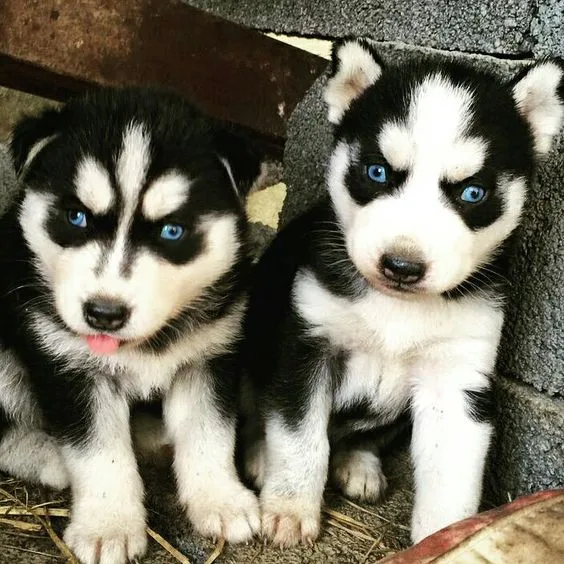 Puppies for sale 