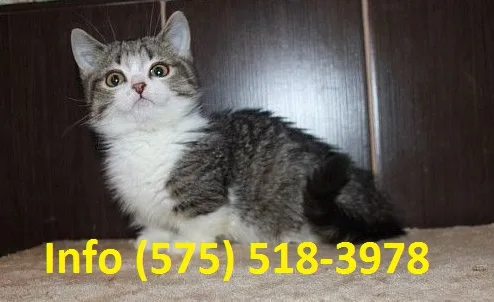 Vdeik munchkin kittens for sale 