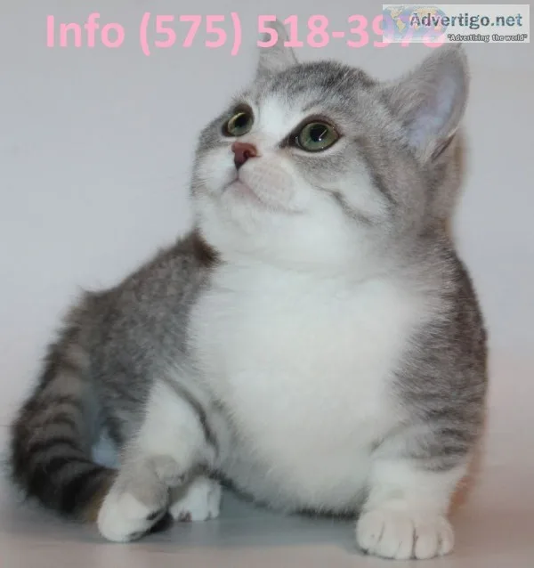 Lfypa munchkin kittens for sale