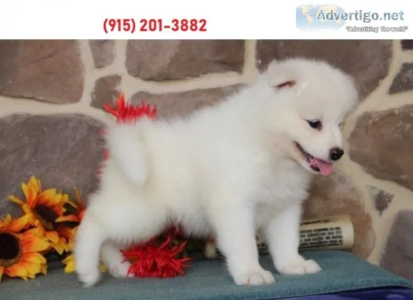 Beautiful samoyed pups