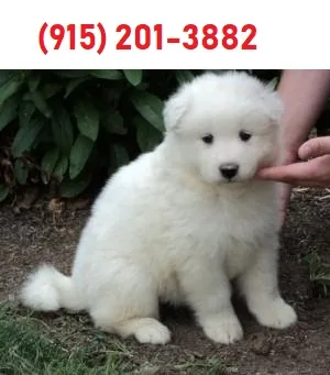 Samoyed puppies$400