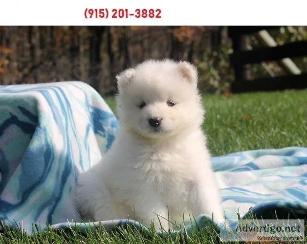 Home trained samoyed puppies available