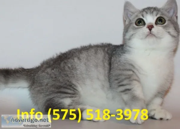 Kdrbd munchkin kittens for sale